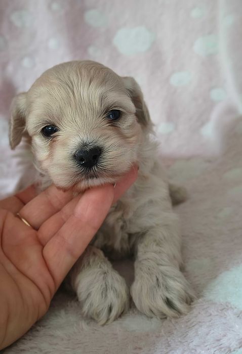 Maltipoo F1 do rezerwacji SUCZKA