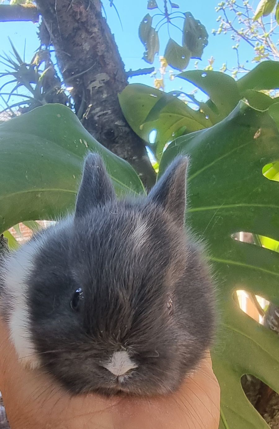 Coelhos anões Raças puras vacinados