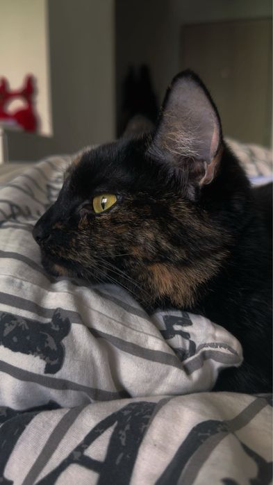 Oddam Kotke w dobre crece