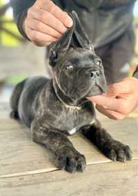 Szczeniaki cane corso italiano FCI