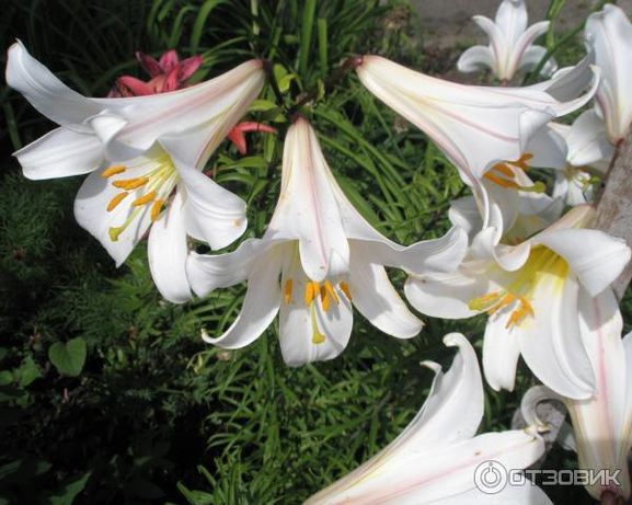 Лилия белая,высокая,ароматная