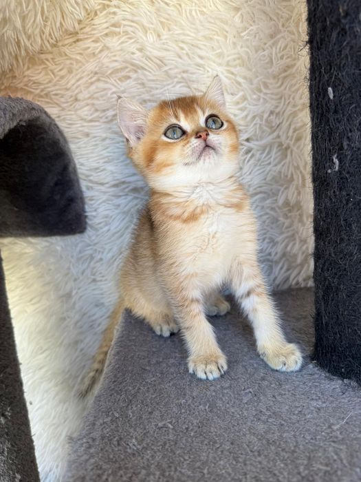 Femea british shorthair golden