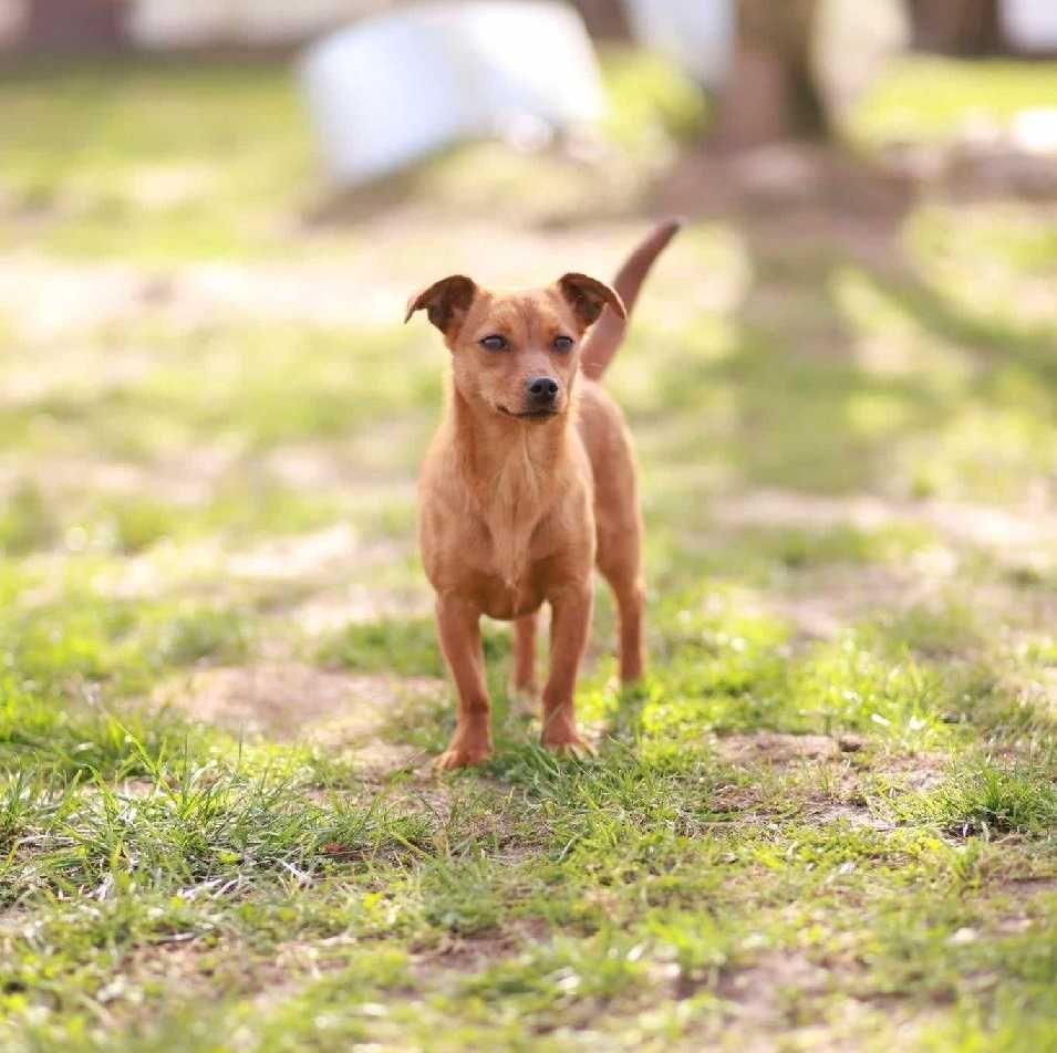 5kg rudego szczęścia do adopcji