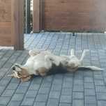 Pies Beagle 3 lata