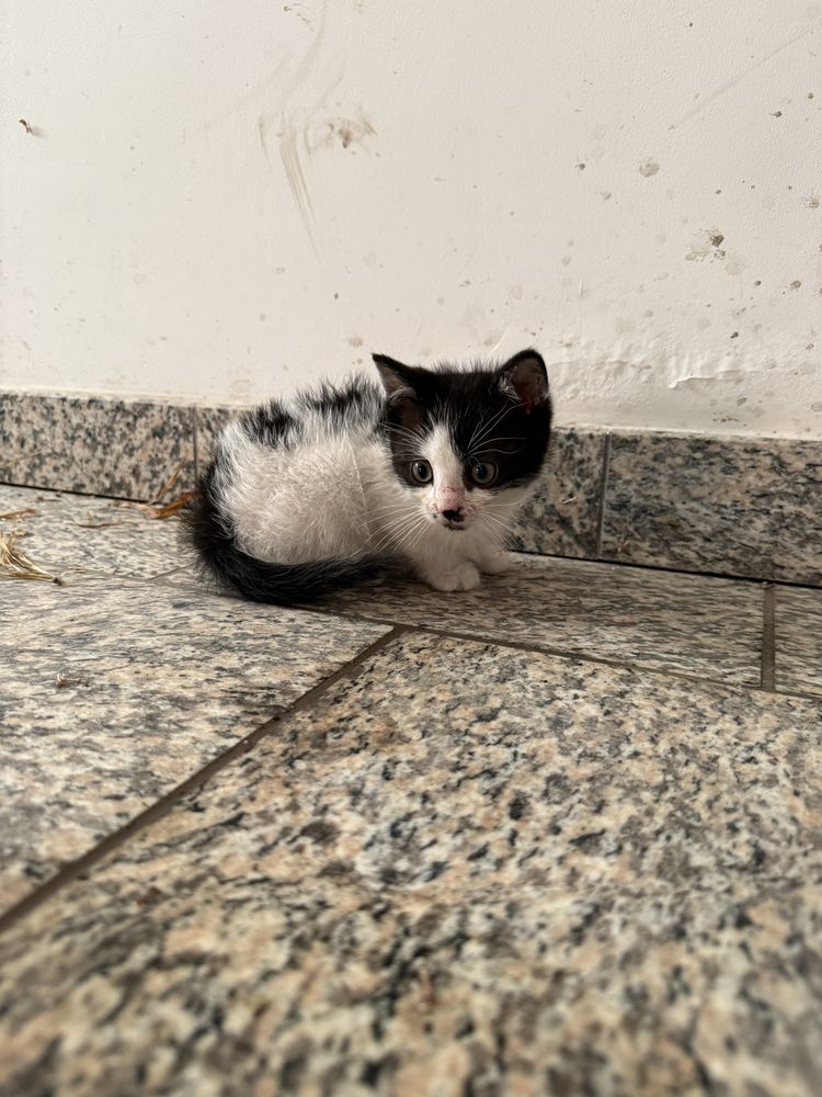 FANCISZEK do adopcji mały kociak kociątko mały kotek mały kot kocię