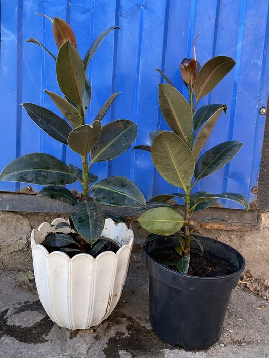 Пролам квіти кімнатні