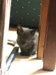 Gatinhos e gata para adoção