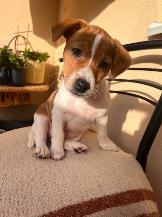 Цуценя Джек Рассел терьєр (дівчинка)