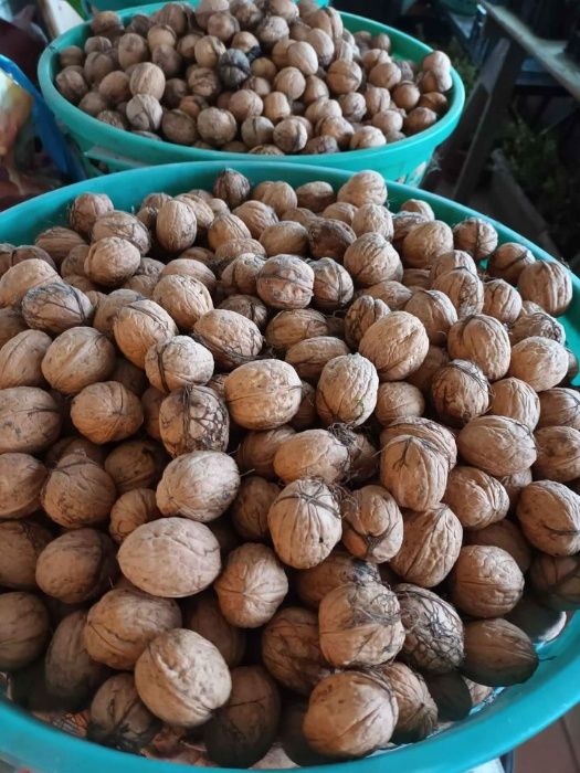 OrZeChY WłOsKiE tegoroczne 2025 GdAńSk