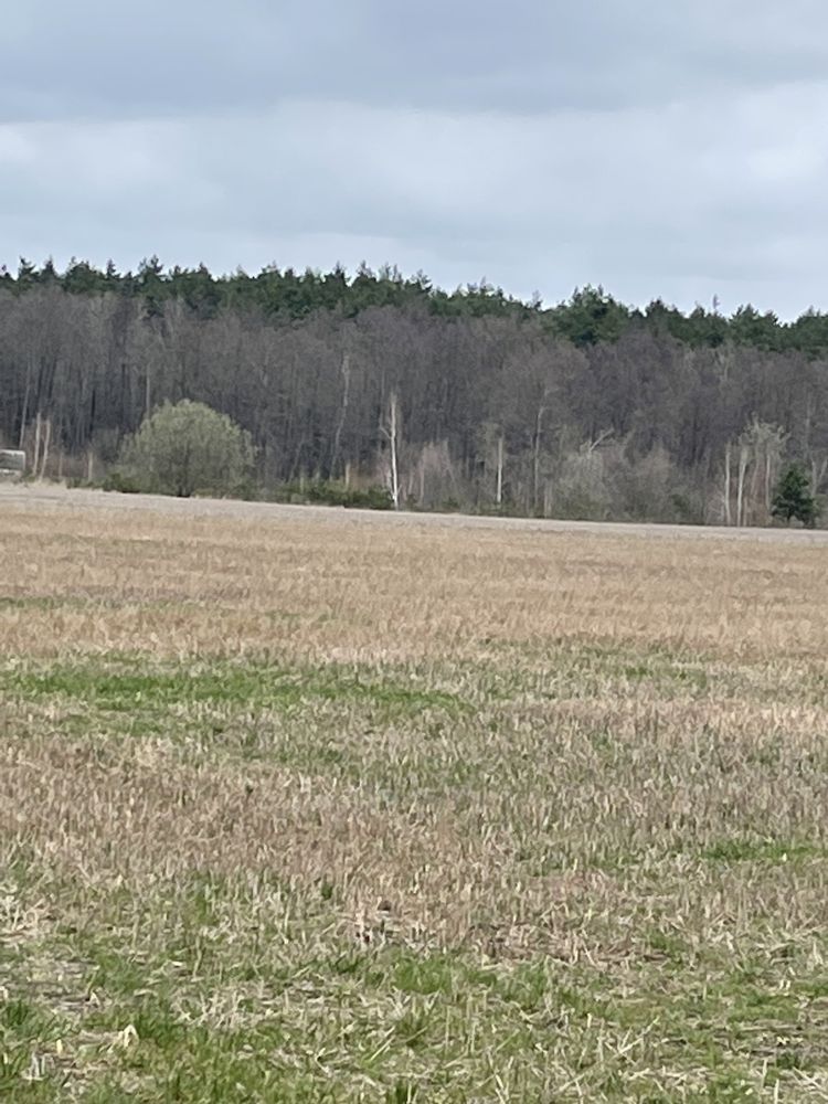 Продаж землі під забудову, 13га, ліс, село  Гараджа.