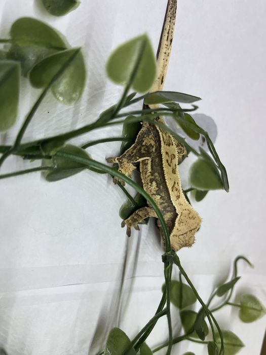 Gekon orzęsiony Tricolor