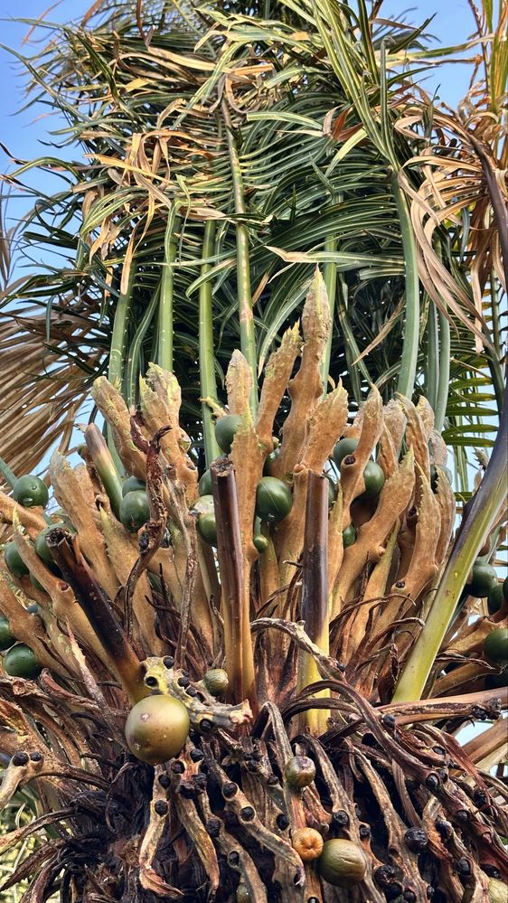Cycas circinalis - Grande exemplar cica
