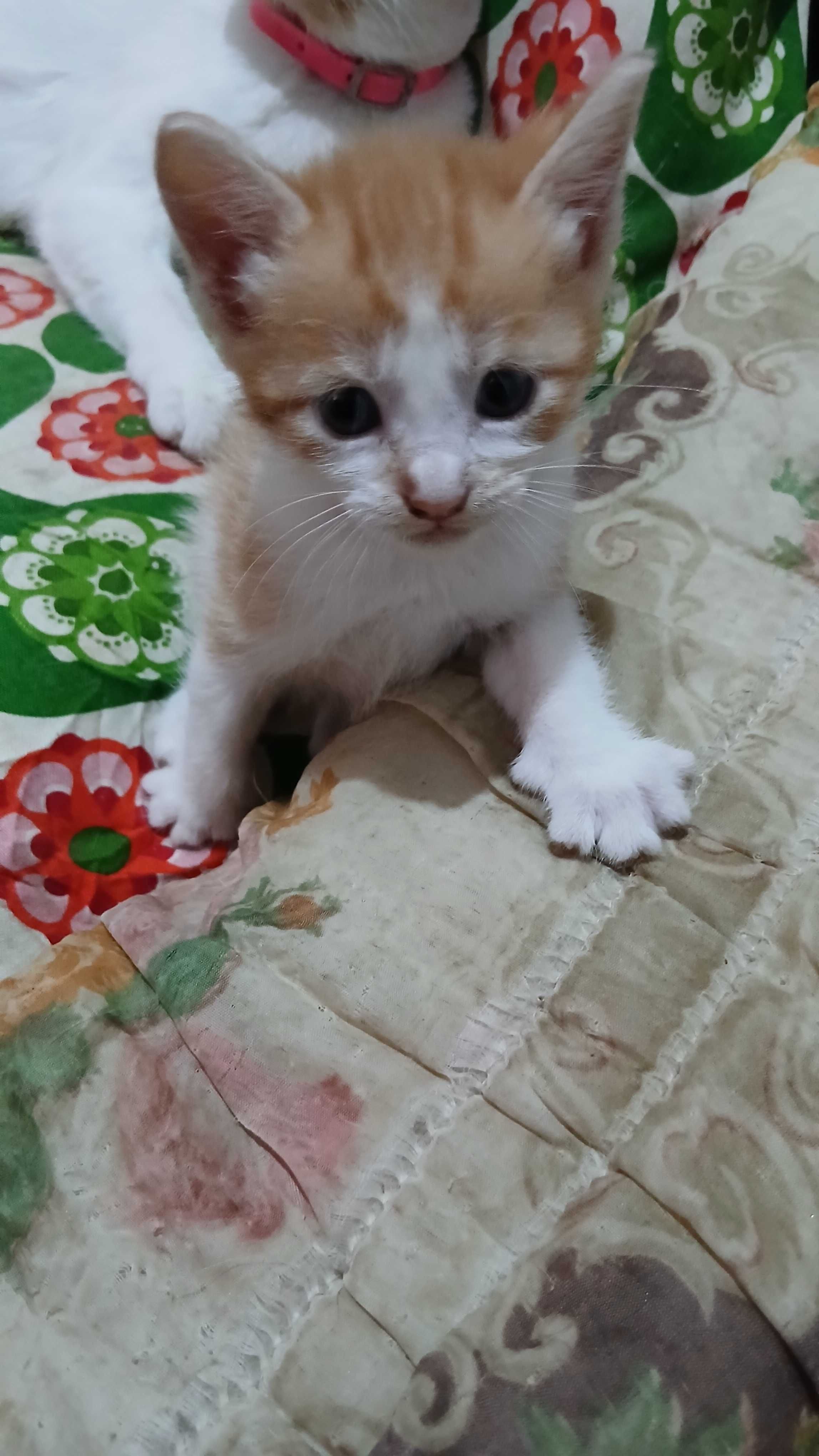 Gatinhos precisam de uma família