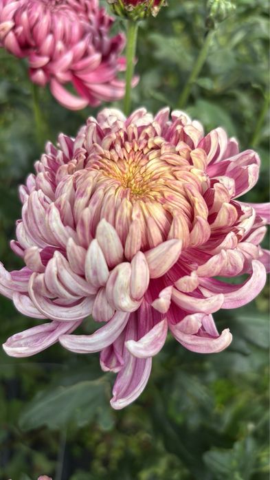 Хризантема кущі сорт Bigudi