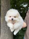 Szpic miniaturowy Pomeranian Boo Miś Zkwp FCI