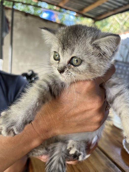 Продам породистых котят