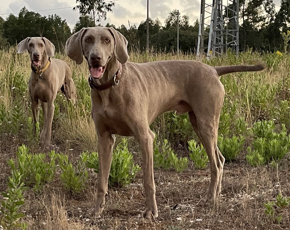 Weimaraner acasalamento