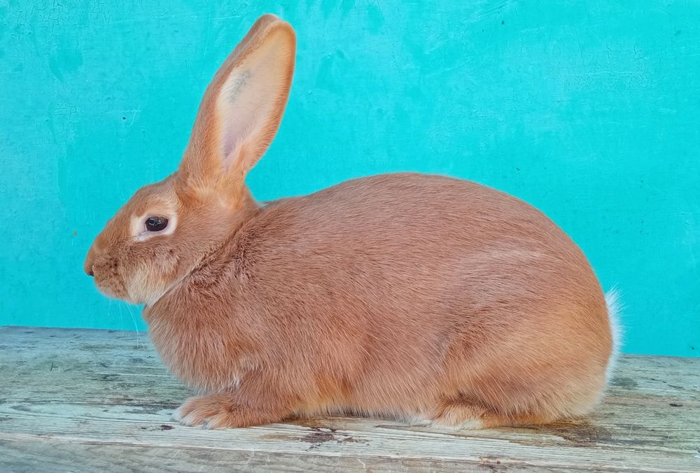 Кролики породи бургундія.