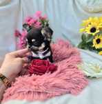 Śliczna Długowłosa Sunia Chihuahua! XS