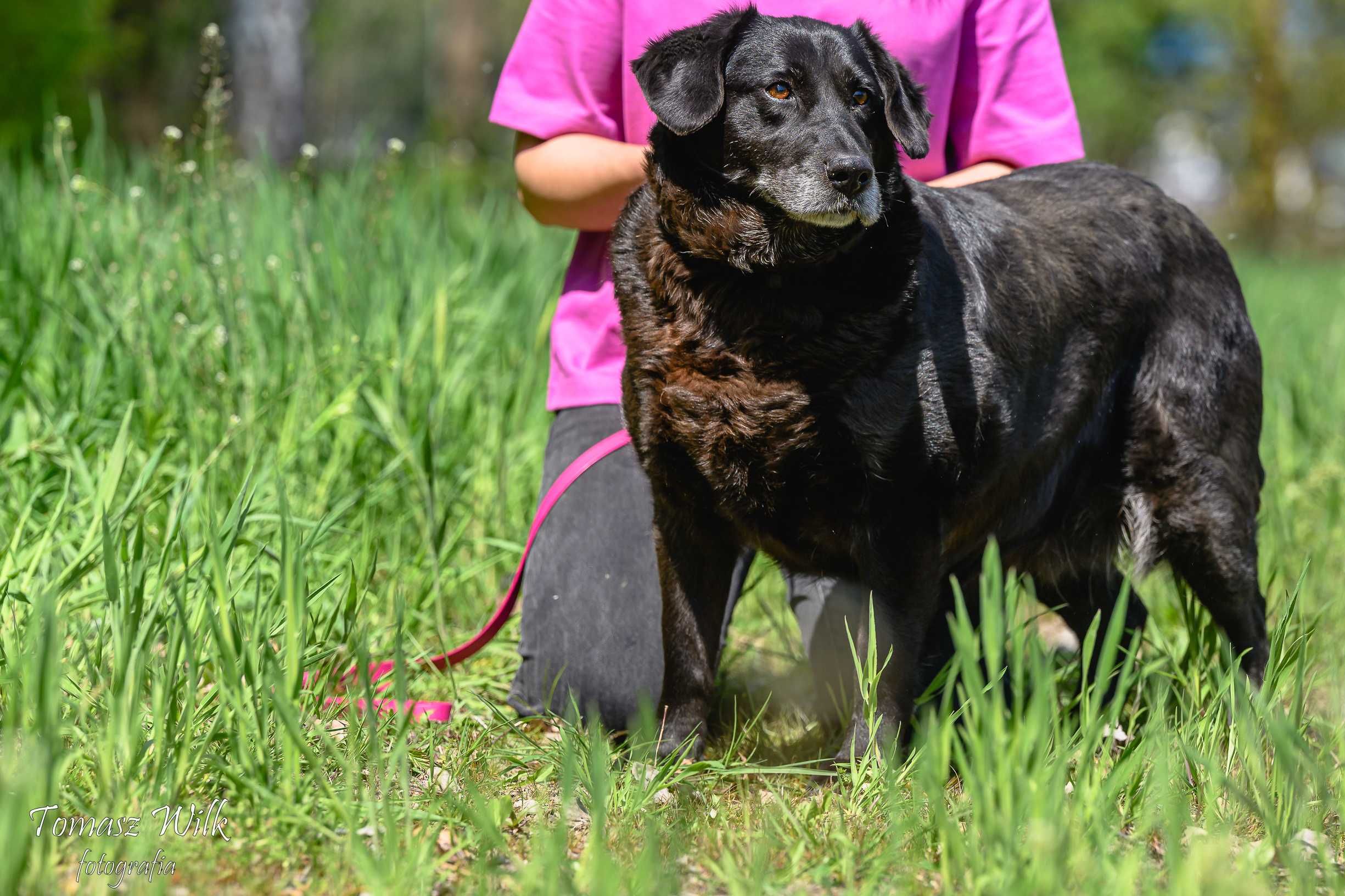 Starsza labradorka szuka domu!