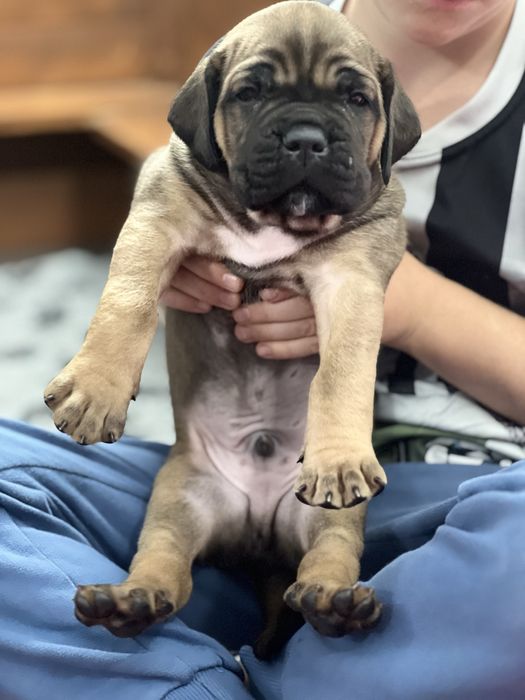 Cane Corso Caro Corso FCI/ZKwP szczenię samiec
