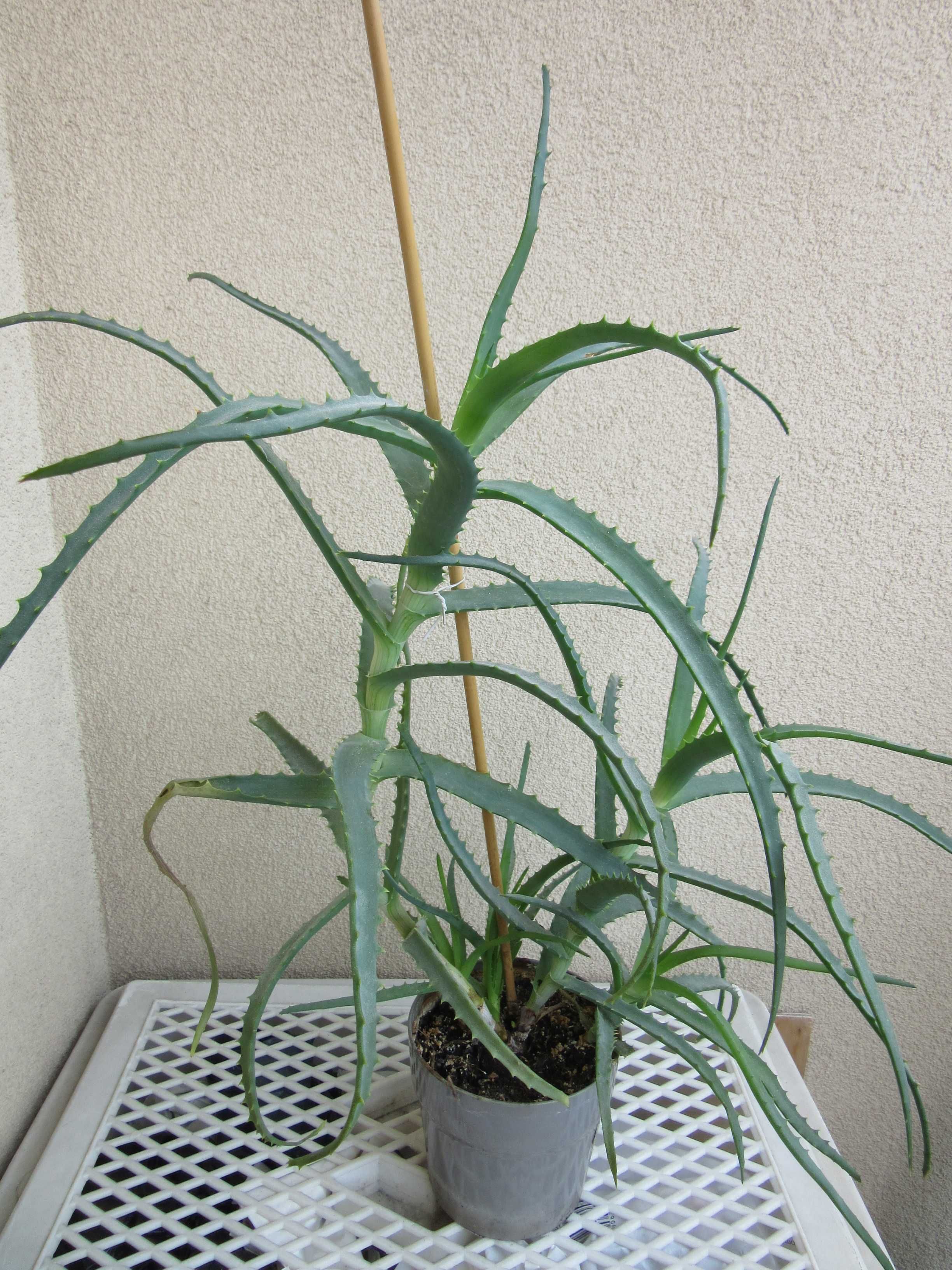 Aloes drzewiasty leczniczy 5 roślin