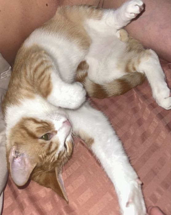 Отдам кота кіт безплатно безкоштовно