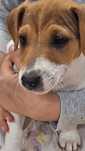 Suczka Jack russell terrier