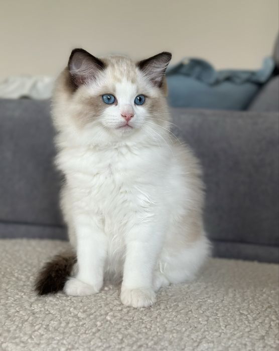 Wyjątkowy kotek ragdoll rodowód FPL