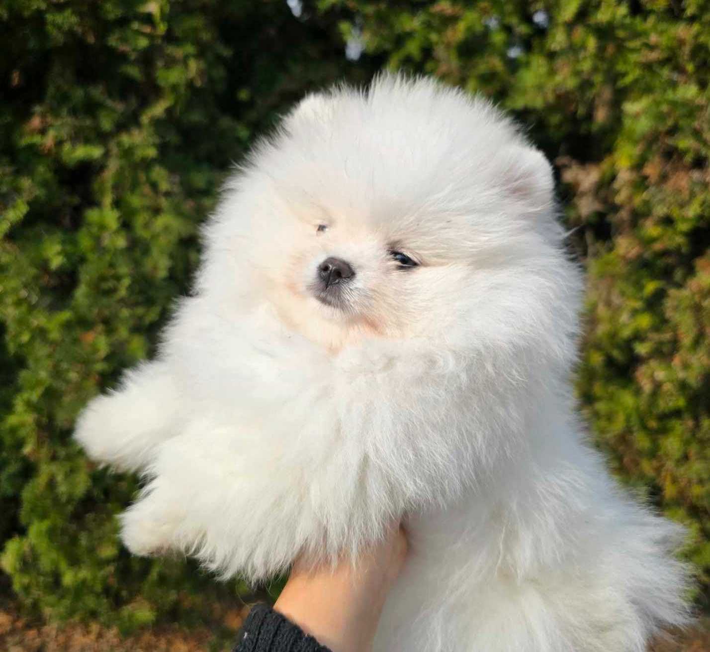 Pomeranian szpic miniaturowy ZKwP/FCI
