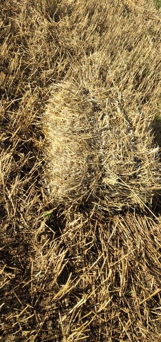 Siano/SŁOMA w kostkach 2025, Z transportem!