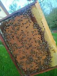Доставлю бджолопакети, бджолосім'ї по Івано- Франківській області