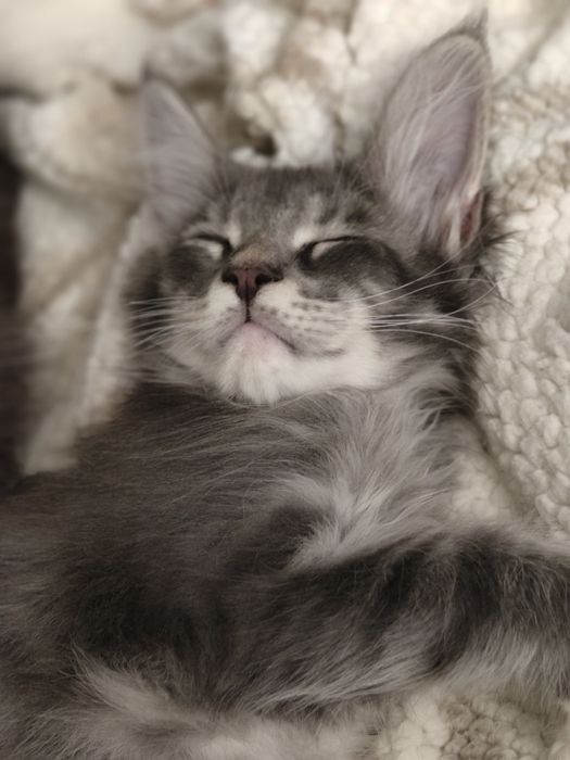 Kocurek Maine coon Odi