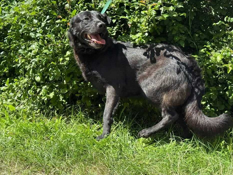Piątek- kontaktowy i proludzki psiak w typie labradora