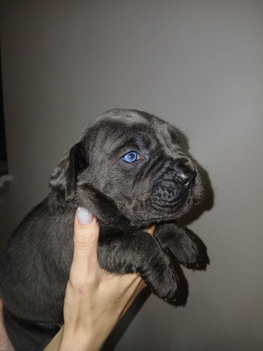 Бронювання цуценят Кане корсо