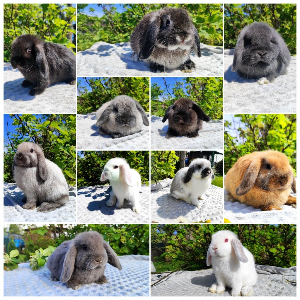 Mini lop metryka legalna hodowla królik miniaturka baranek