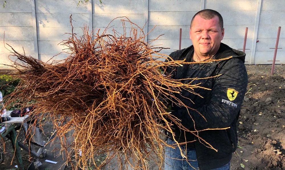 Саджанці винограду Гарантія сортності