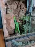 Terrarium gekon orzęsiony