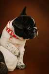 Buldog Francuski