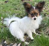 Zamknięcie hodowli. Papillon miniaturka suczka