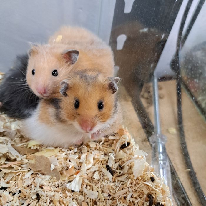 Chomik syryjski długowłosy w sklepie zoologicznym GRUBY KOCUR