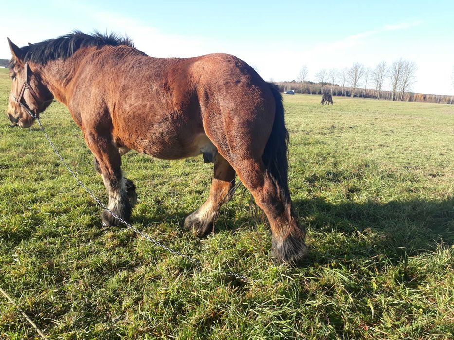 Sprzedam ogiera i klacz Zimnokrwiste