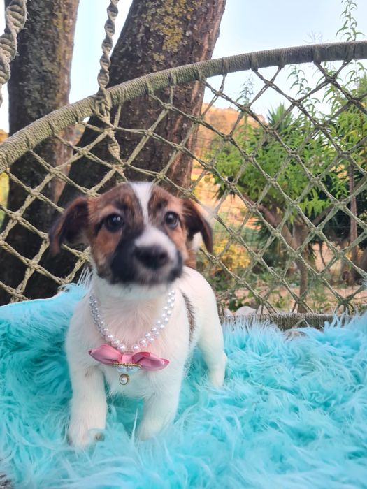 Jack Russel Terrier fêmea