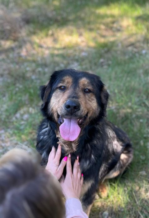 Klusia wyrzucona w lesie po latach stróżowania - adoptuj, uratuj