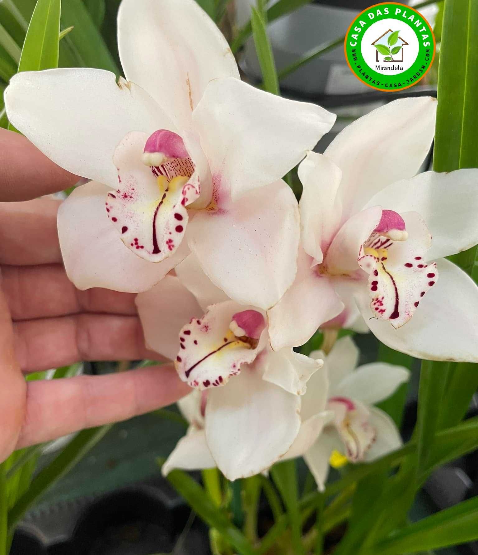 Orquídeas de exterior Cymbidium várias cores
