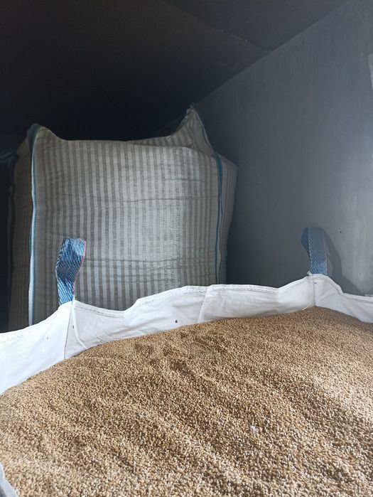 Sprzedam zboże (pszenica, owies, pszenżyto,mieszanka)