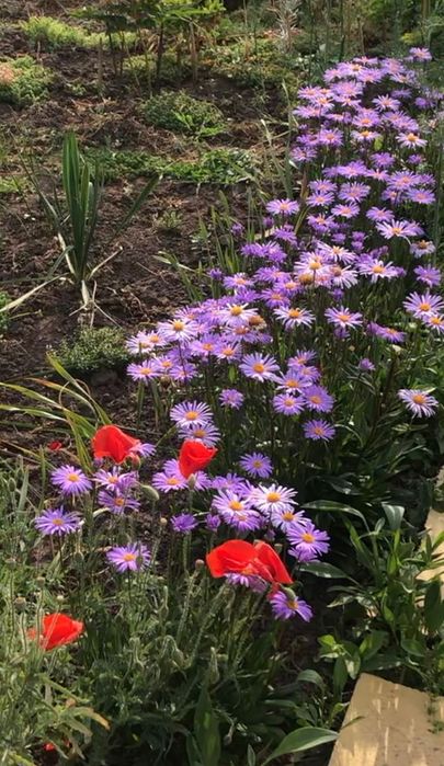 Лук египетский, многоярусный 200грн/кг, гладиолус, бамия, люффа, вигна