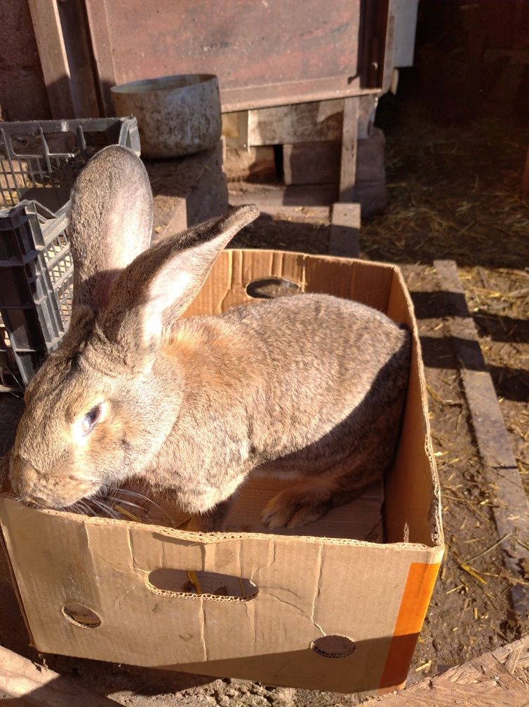 Продам кролів породи німецький обер.