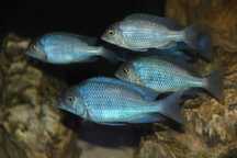 Cyrtocara Moorii, delfinek, Pyszczaki,malawi , wysyłka