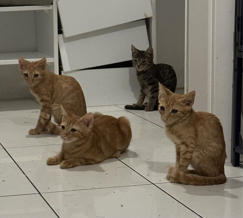 Kociaki do Pilnej adopcji